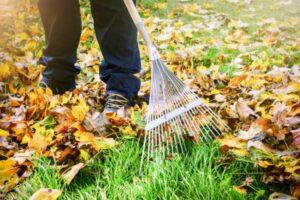 homeowner raking fallen leaves in the yard depicting end of summer